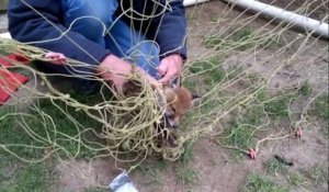 Sauvetage d'un bébé renard coincé dans un filet