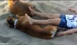un enfant embête un chien dans le sable