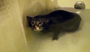 Un chat miaule sous l'eau... Trop mignon