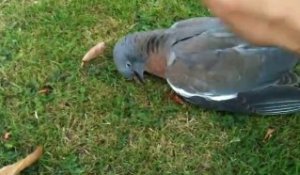 Pigeon ivre mort après avoir mangé des pommes pourries...
