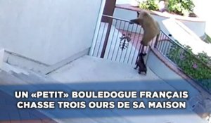 Un petit bouledogue français chasse trois ours de sa maison