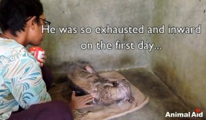 Ils ont sauvé un chien mourant et lui ont redonné une vraie vie en moins de 2 mois !