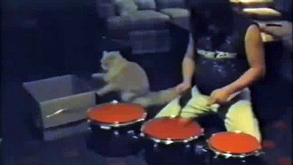 Drummer Cat Le Chat Qui Fait De La Batterie Avec Son Maitre Duo De Feu Sur Orange Videos