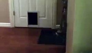 La curieuse technique d'un chat pour entrer dans une pièce