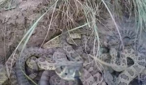 Chute d'une GoPro dans un nid de serpents à sonnette