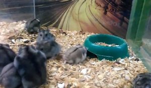 Un hamster fait des saltos dans sa cage