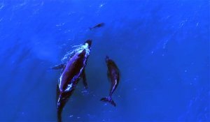 Une baleine et un dauphin nagent ensemble avec leurs bébés