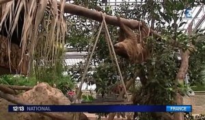 Naissance Surprise D Un Paresseux Au Zoo De Londres