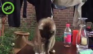 Troller un chat avec un verre d'eau