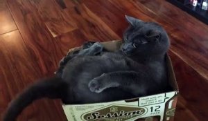 Ce chat était bien détendu dans une boîte jusqu'à ce que sa queue décide d'agir autrement