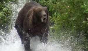 Alaska : un grizzly charge des touristes