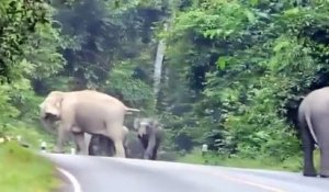 Un motard attaqué par des éléphants sur une route !