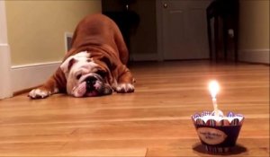 Ce Chat Souffle Sa Bougie D Anniversaire A Sa Facon Joli Sur Orange Videos