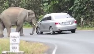 Un éléphant attaque une voiture, s'assoit dessus et l'écrase !