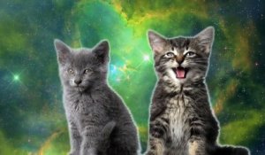 Des chats chantent dans l'espace