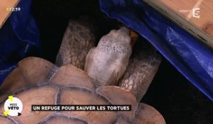 Un refuge pour sauver les tortues