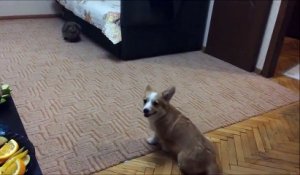 Un petit chien effrayé par un lapin se fait pipi dessus