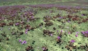 Des millions de fleurs recouvrent le désert d'Atacama