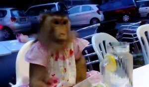 Un singe habillé mange au restaurant... Oui c'est possible