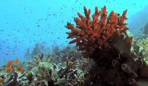 La répartition des espèces marines se modifie avec le changement climatique