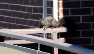 Un ecureuil se jette du 21 ème étage d'un immeuble