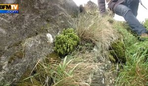 Une arche de Noé végétale en Bretagne, 3e plus grande collection de semences au monde