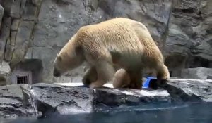 Une maman ours polaire vole au secours de son petit qui ne sait pas nager