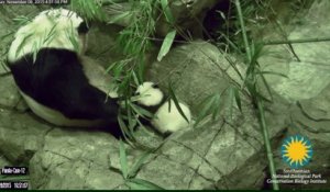 L Eternuement D Un Bebe Panda Effraie Sa Mere Sur Orange Videos