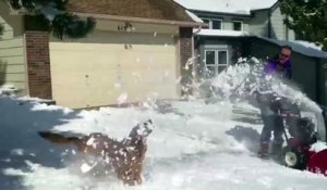 Ces chiens qui aiment la neige! Compilation d'animaux marrants