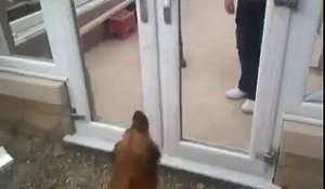 Un chien refuse de passer à travers une porte sans vitres