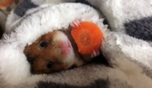 Un hamster mange une carotte au chaud