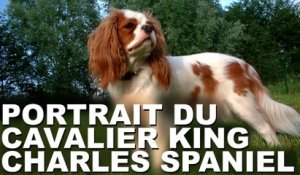 Portrait du chien de race Cavalier King Charles Spaniel