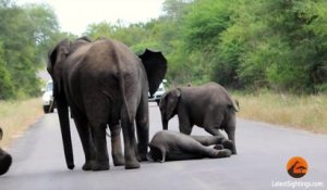 Une Horde d’Éléphants vient en Aide à l'un d'eux percuté par une Voiture