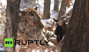Au lieu de la manger, un tigre russe se lie d’amitié à une courageuse chèvre