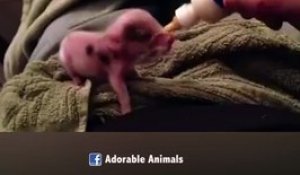 Un petit cochon trop mignon... C'est l'heure de manger