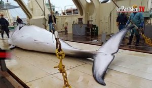 Le Japon relance la chasse à la baleine en pleine Cop 21