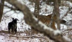 Un tigre devient ami avec le bouc qu'il devait manger