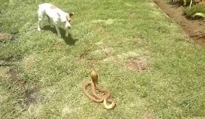 Bagarre entre un chien et un cobra