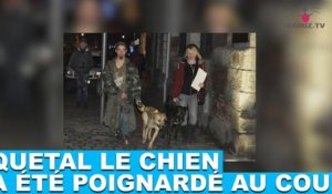 Quetal, le chien d'un sans-abri, a été poignardé au cou. L'histoire dans la minute chien #61