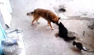 Une maman chat présente ses petits à un vieil ami