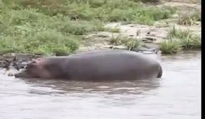 Sauvetage d'un gnou attaqué par un crocodile