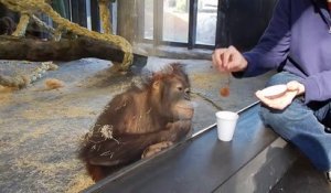 Il fait un tour de magie à un orang outan
