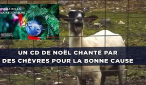 Un CD de Noël chanté par des chèvres pour la bonne cause