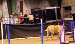 Un chien mastiff fait une course d'agility