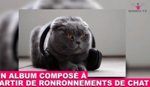 Un album composé à partir de ronronnements de chat! Aujourd'hui dans la minute chat #65