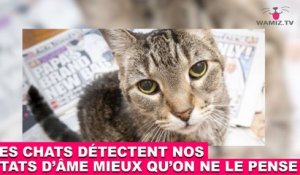 Mais Pourquoi Les Chats Ont Ils Peur Des Concombres Une Reponse A Decouvrir Dans La Minute Chat 55 Sur Orange Videos