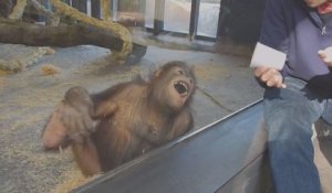 Un orang-outan mort de rire devant un tour de magie
