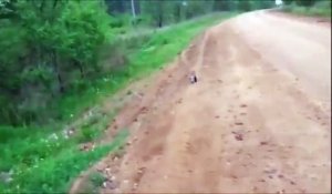 Deux militaires sauvent la vie d'un renard trouvé au bord de la route