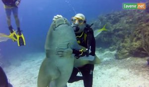 L'homme qui caresse les requins