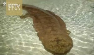 Une salamandre de 200 ans retrouvée vivante en Chine